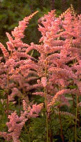 Astilbe 'Brassingham Beauty'